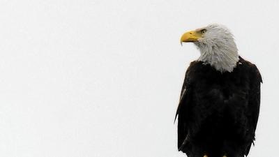 Wind Energy Vs Eagle Kills