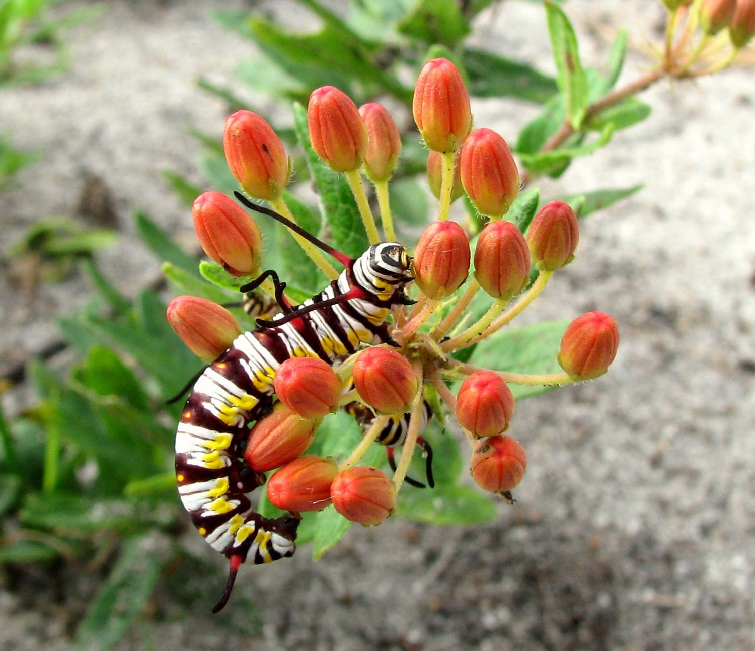 Plant milkweed; save the monarch.